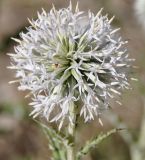 Echinops albidus