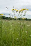 Crepis biennis