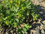 Sibbaldia procumbens