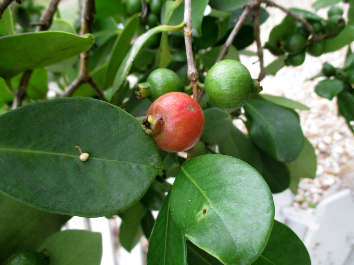 Изображение особи Psidium cattleianum.