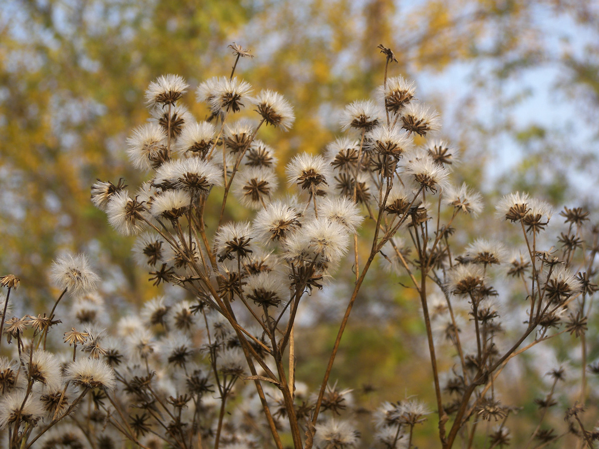 Изображение особи Senecio macrophyllus.