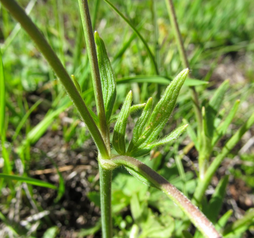 Image of Ranunculus balkharicus specimen.