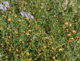 Linum perenne