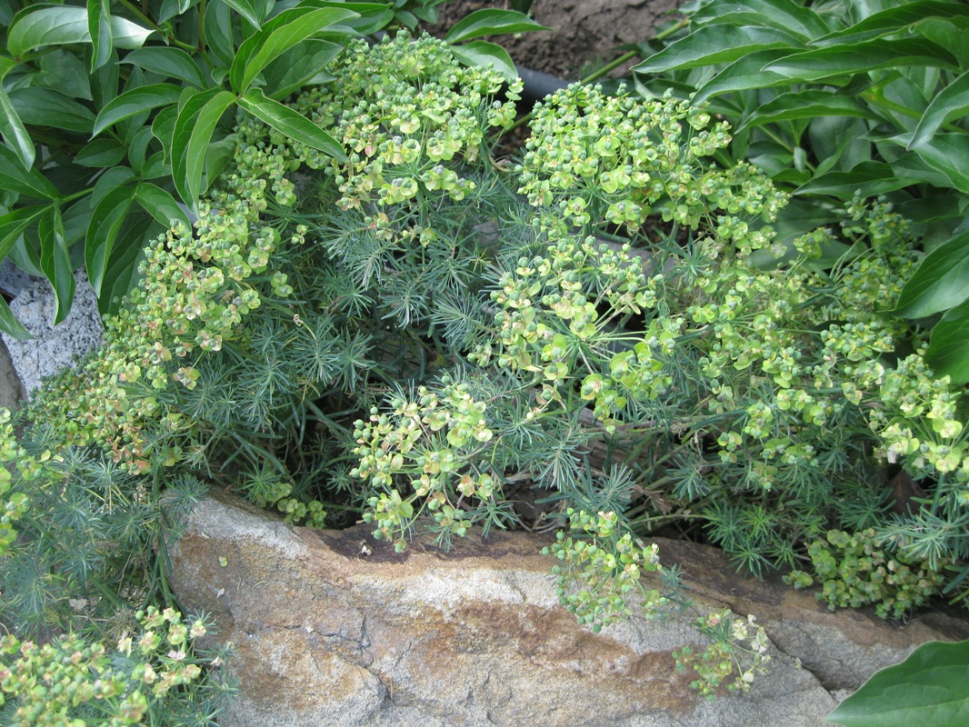 Изображение особи Euphorbia cyparissias.