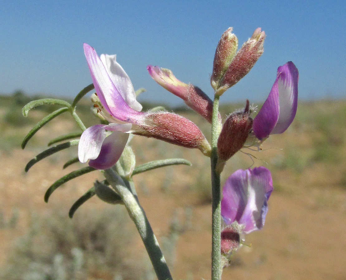 Изображение особи Astragalus hyrcanus.