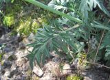 род Scabiosa