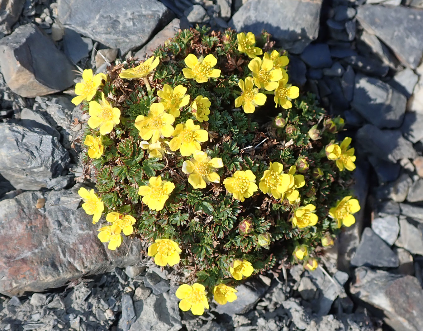 Изображение особи Potentilla pulviniformis.