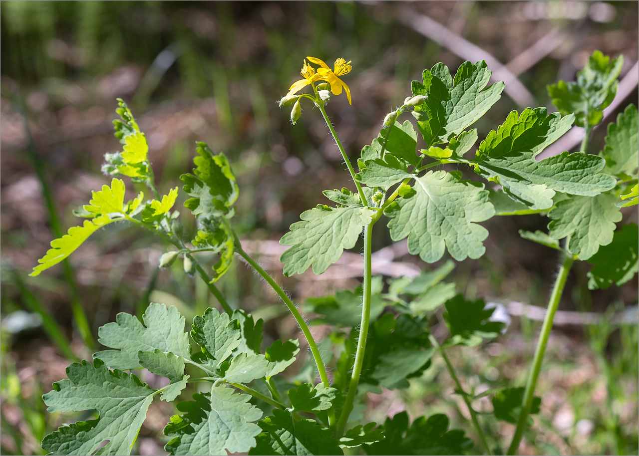 Изображение особи Chelidonium majus.