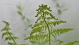 Athyrium filix-femina