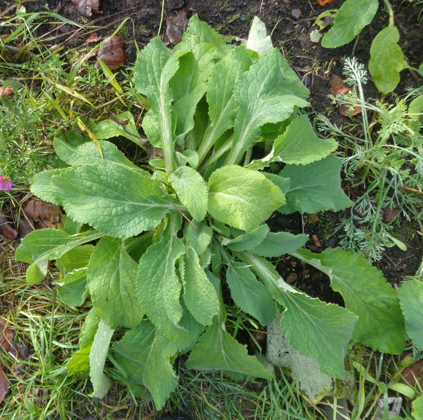 Изображение особи Digitalis purpurea.