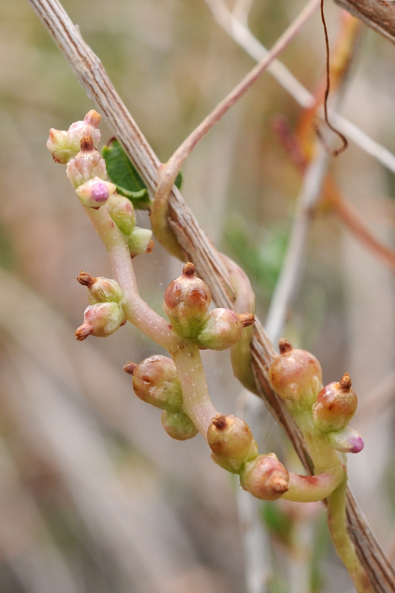 Изображение особи Cuscuta monogyna.