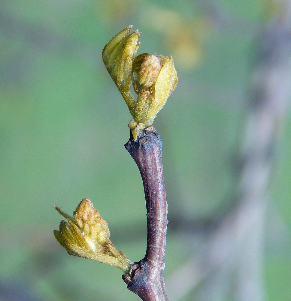 Изображение особи Robinia pseudoacacia.