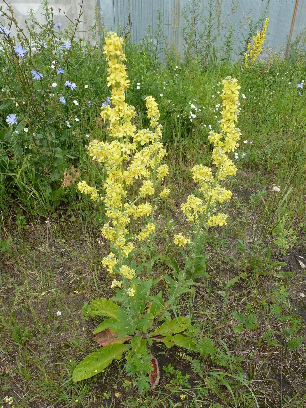 Изображение особи Verbascum lychnitis.