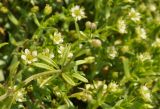 Galium vaillantii