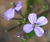 Dontostemon dentatus