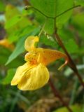 Impatiens noli-tangere