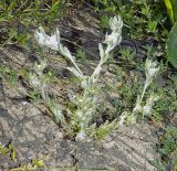 Bombycilaena erecta