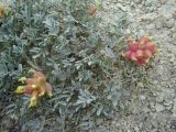 Astragalus calycinus