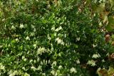 Clematis cirrhosa