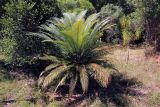 Cycas thouarsii