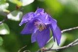 Aquilegia glandulosa