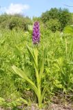 Dactylorhiza incarnata. Цветущее растение. Белгородская обл., Новооскольский р-н, заповедник \"Белогорье\", участок \"Стенки-Изгорья\", сырой луг. 24.05.2019.