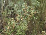 Herniaria разновидность angustifolia