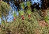 Pinus canariensis. Верхушки ветвей с микростробилами. Египет, мухафаза Каир, г. Каир, в культуре. 08.05.2023.