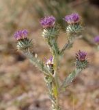 Cousinia arachnoidea