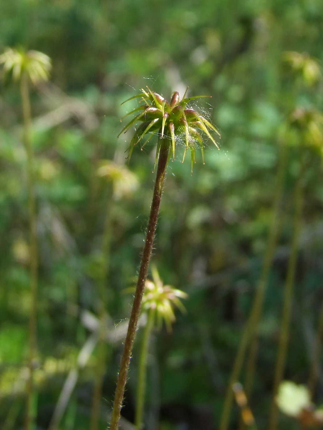 Изображение особи Anemonidium richardsonii.