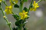 Verbascum speciosum. Часть побега с цветками. Грузия, Самцхе-Джавахети, окр. пещерного монастыря Вардзиа, луговой склон у подножия скалы. 13.06.2023.