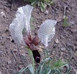 Iris medwedewii