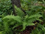 Parathelypteris nipponica. Растение в ольшанике (Alnus japonica). Приморский край, Находкинский городской округ, окр. пос. Врангель. 06.07.2012.