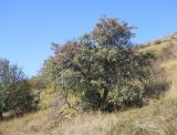 Crataegus orientalis. Плодоносящее растение. Крым, гора Чатырдаг, южный склон. 29 сентября 2012 г.