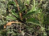 Senecio paucifolius