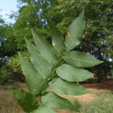 Fraxinus excelsior. Лист. Ростовская обл., Неклиновский р-н, Носовское с/п, Камышовая балка. 10.08.2012.