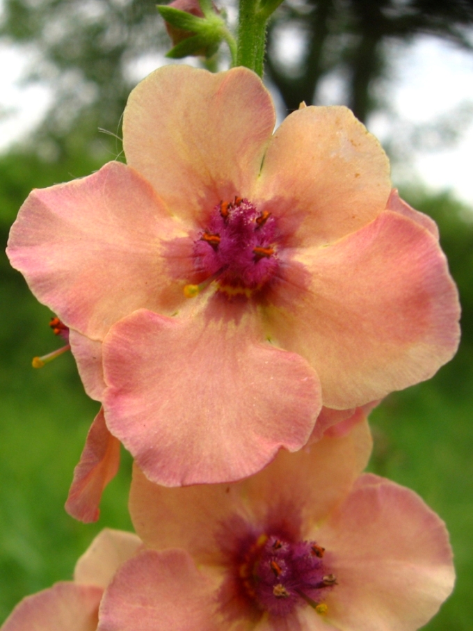 Изображение особи Verbascum &times; rubiginosum.