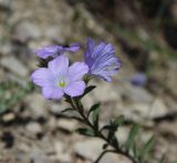 Linum lanuginosum. Цветки. Крым, окр. Ялты, урочище Таракташ, у тропинки. 22 июня 2013 г.