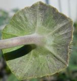 Datura wrightii