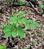 Paeonia caucasica. Растение с бутоном. Краснодарский край, Апшеронский р-н, окр. пос. Мезмай, хребет Гуама, Орлиная скала. 28.04.2014.