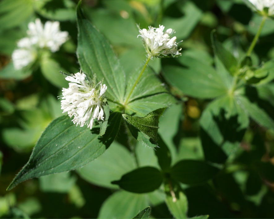 Изображение особи Asperula caucasica.