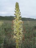 Eremurus altaicus