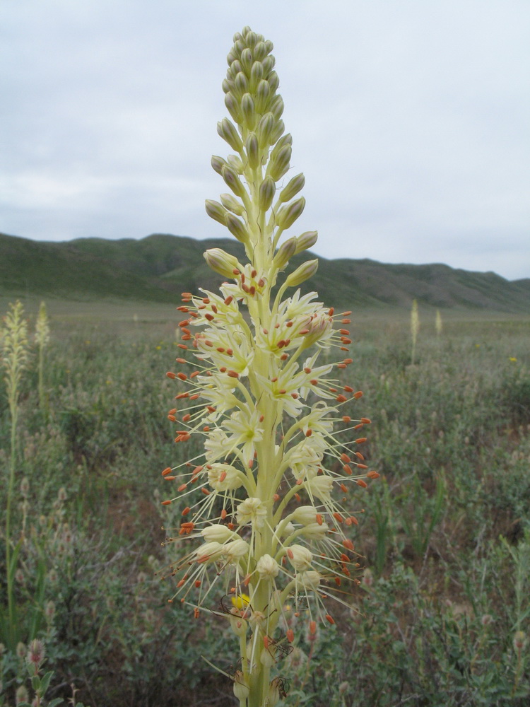 Image of Eremurus altaicus specimen.