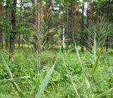 Phragmites australis