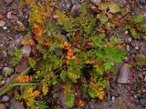 Potentilla подвид paradoxa