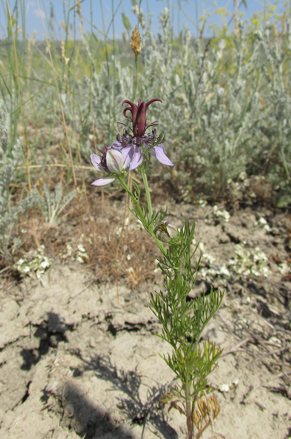 Изображение особи Nigella segetalis.