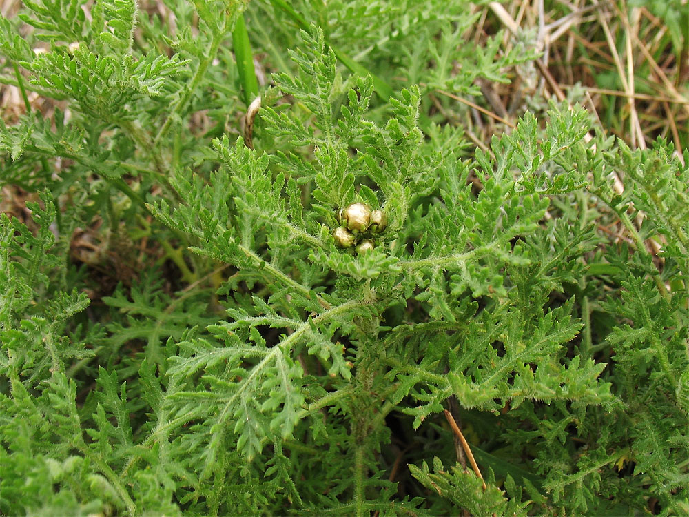 Изображение особи Argyranthemum adauctum ssp. canariense.