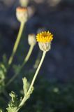 Xylanthemum pamiricum