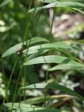 Cinna latifolia