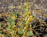 Cuscuta campestris